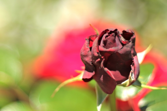A dead rose